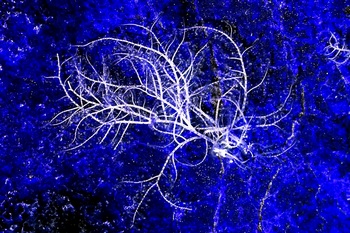 N 127A